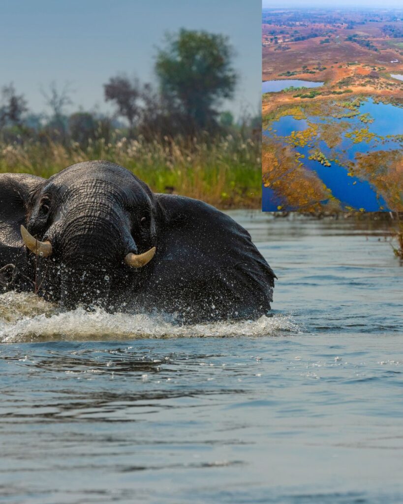 elephant in the Okavango