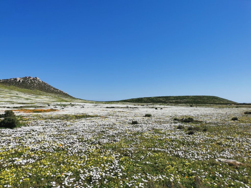 Namaqualand Daisies Namaqualand Daisies