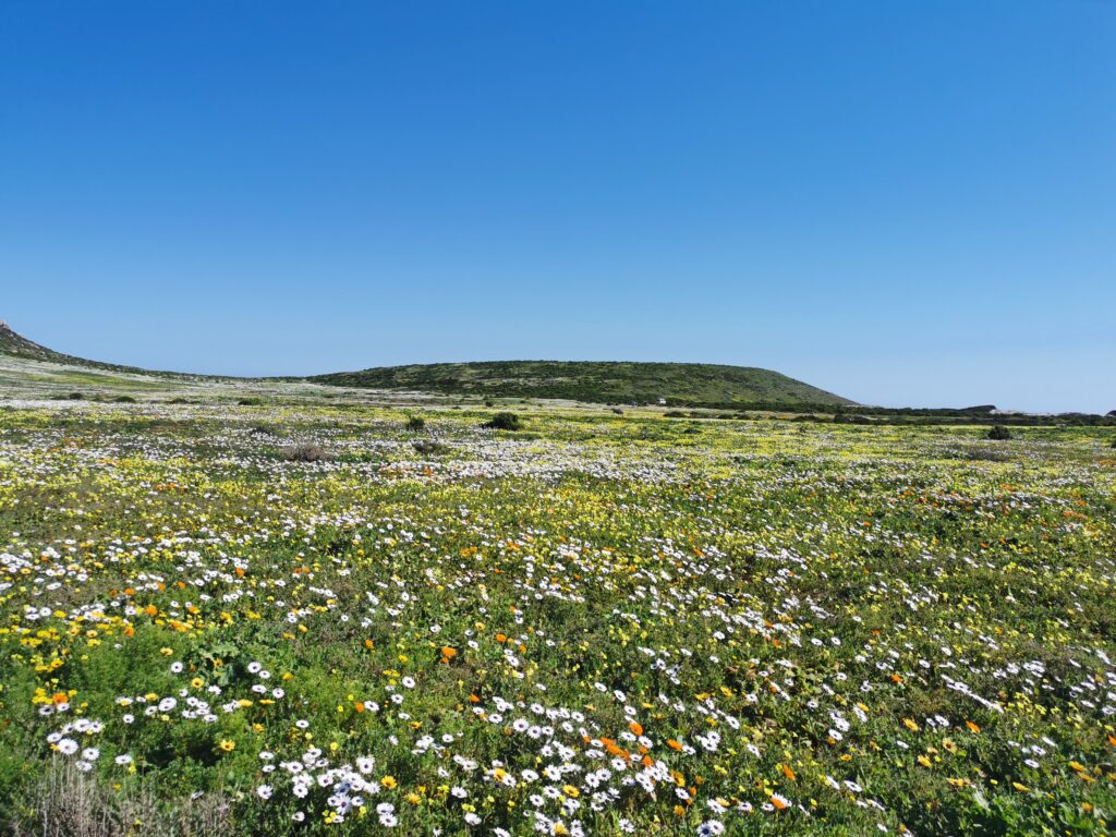flowers of Namaqualand flowers of Namaqualand