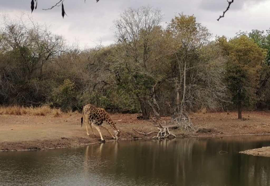 Giraffe drinking in Marloth Park Giraffe drinking in Marloth Park