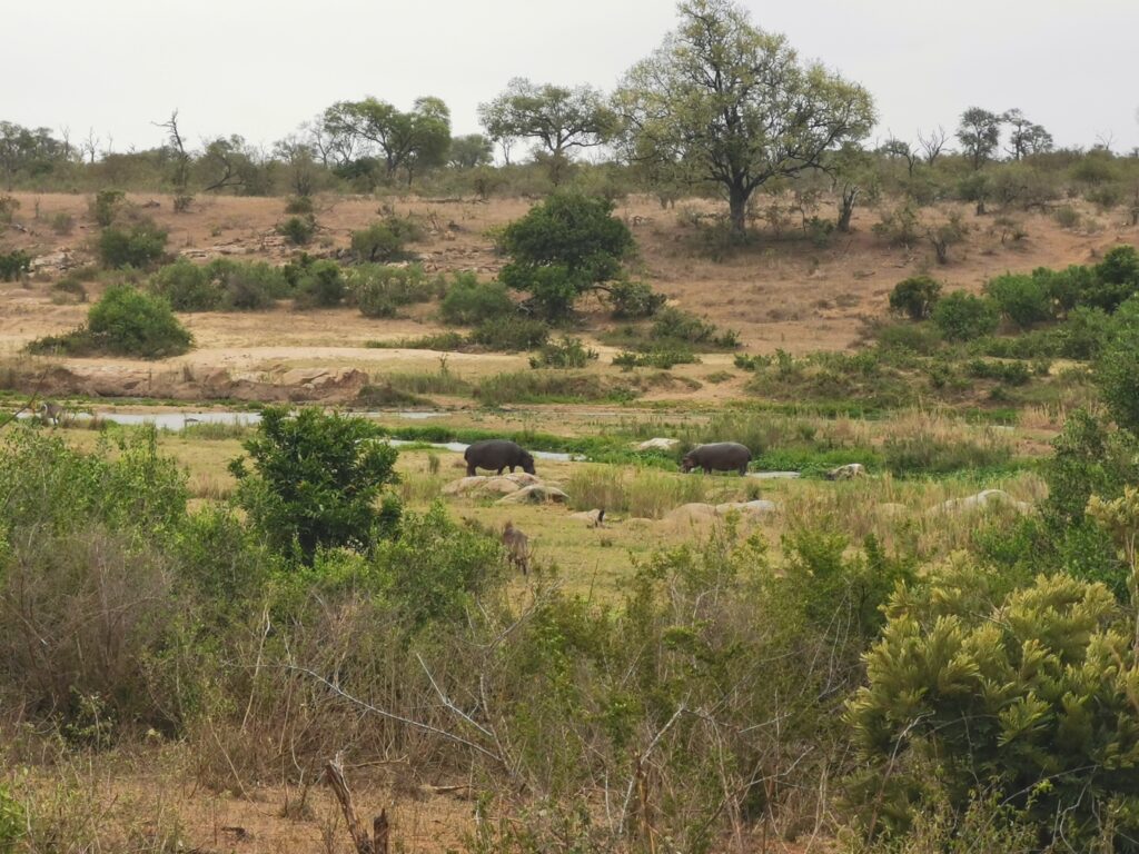 Hippos in the Crocodile river Hippos in the Crocodile river