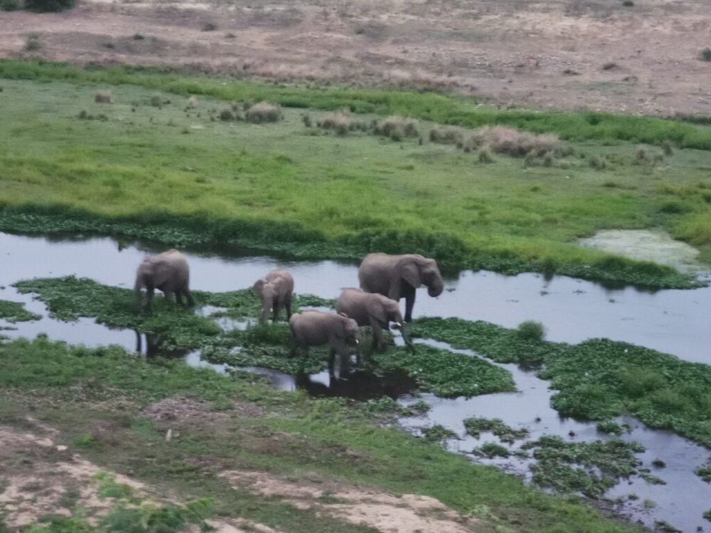 Elephants in the Crocodile River