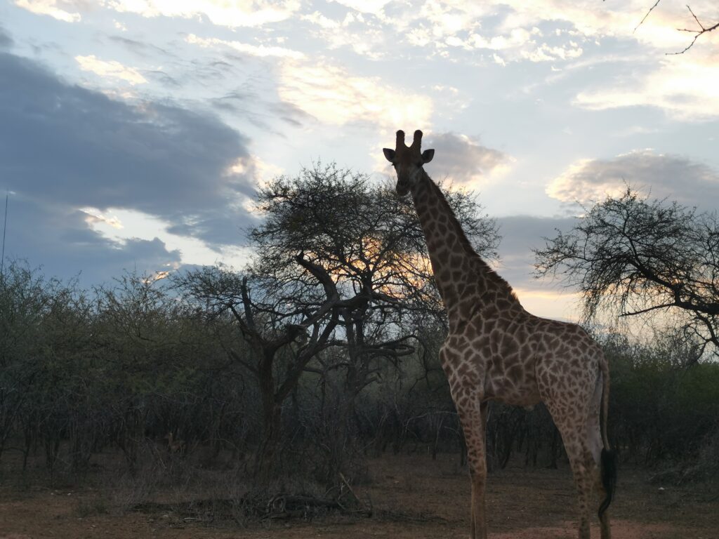 Giraffe in Marloth Park Giraffe in Marloth Park
