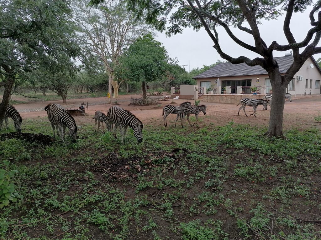 Zebras in Marloth Park Zebras in Marloth Park