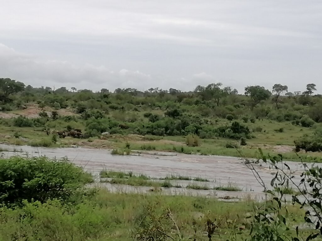 crocodile river