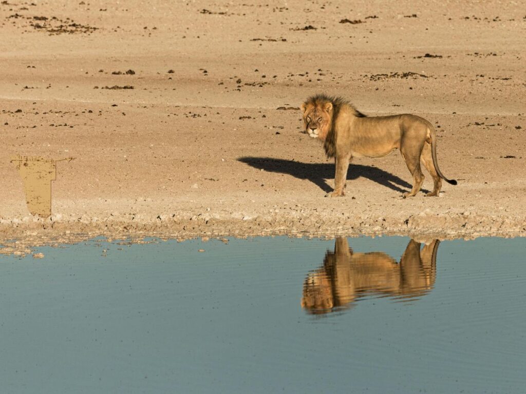 lionNam Lion Namibia