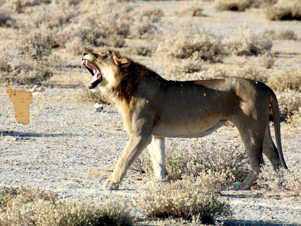 Desert Lion